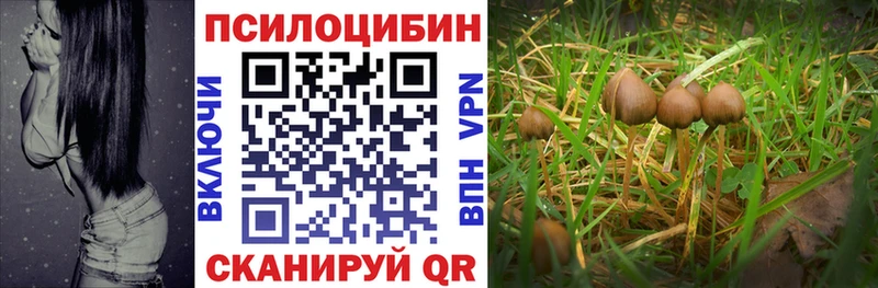 Галлюциногенные грибы GOLDEN TEACHER omg tor Ярославль